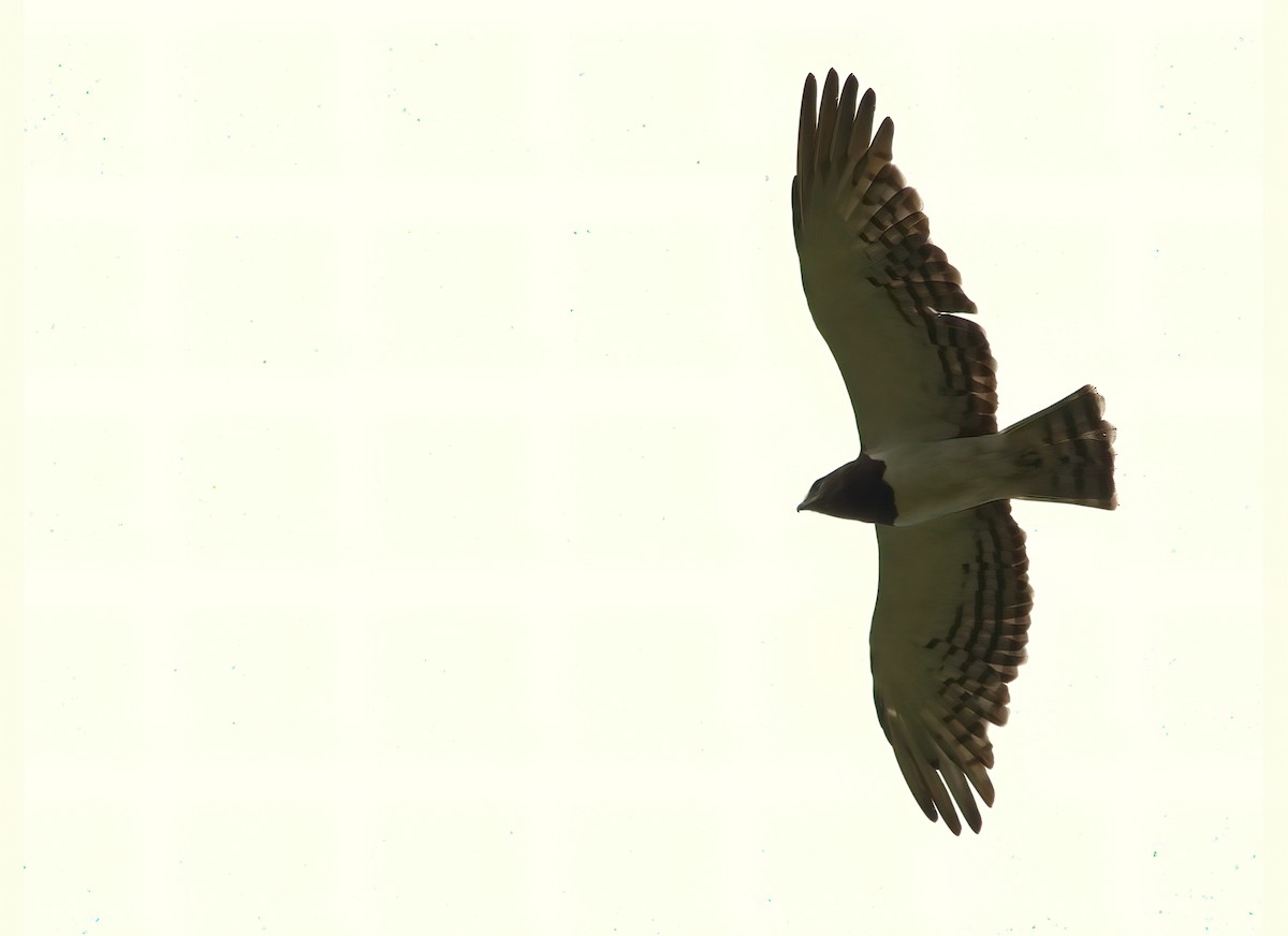 Black-chested Snake-Eagle - Jaap Velden