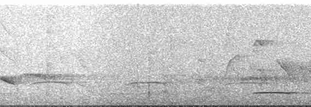 Iheringameisenschlüpfer (oreni) - ML35147