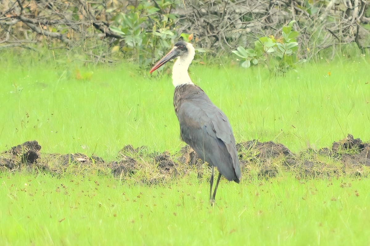 African Woolly-necked Stork - ML351471701