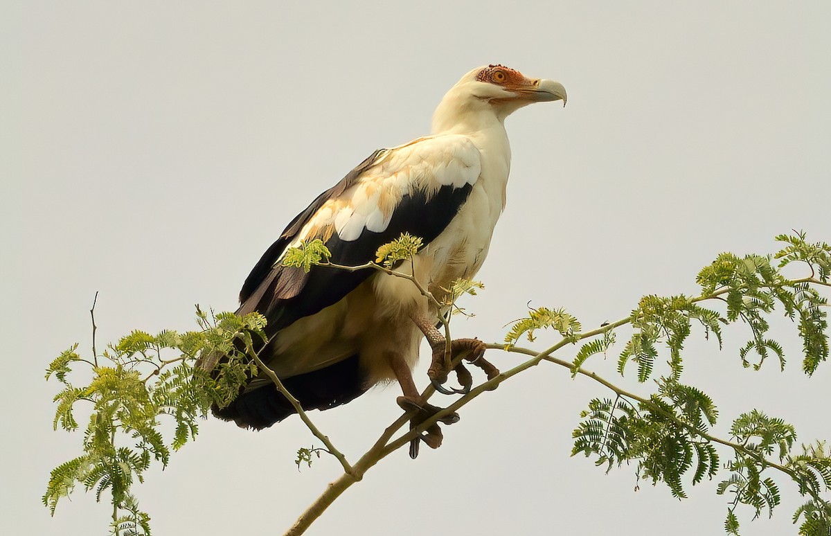 Palm-nut Vulture - Jaap Velden