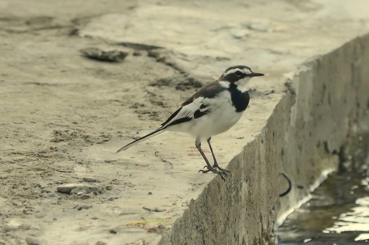 African Pied Wagtail - ML351472331