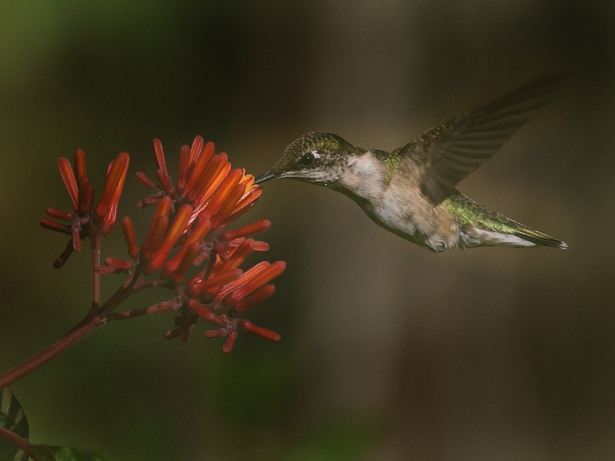 Ruby-throated Hummingbird - ML351475501