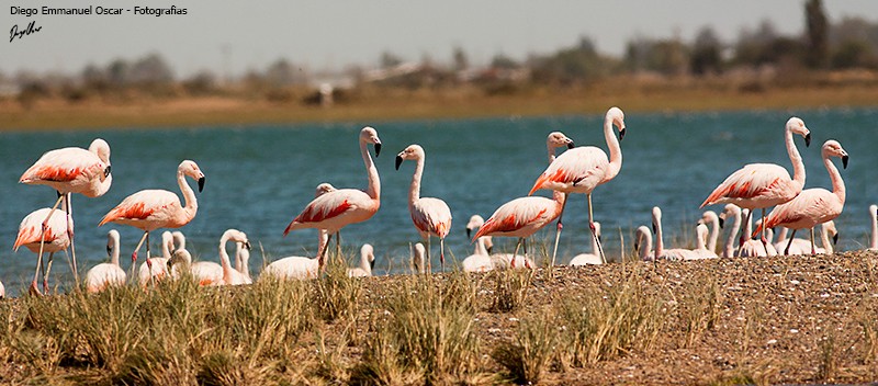 Chilean Flamingo - ML35147571