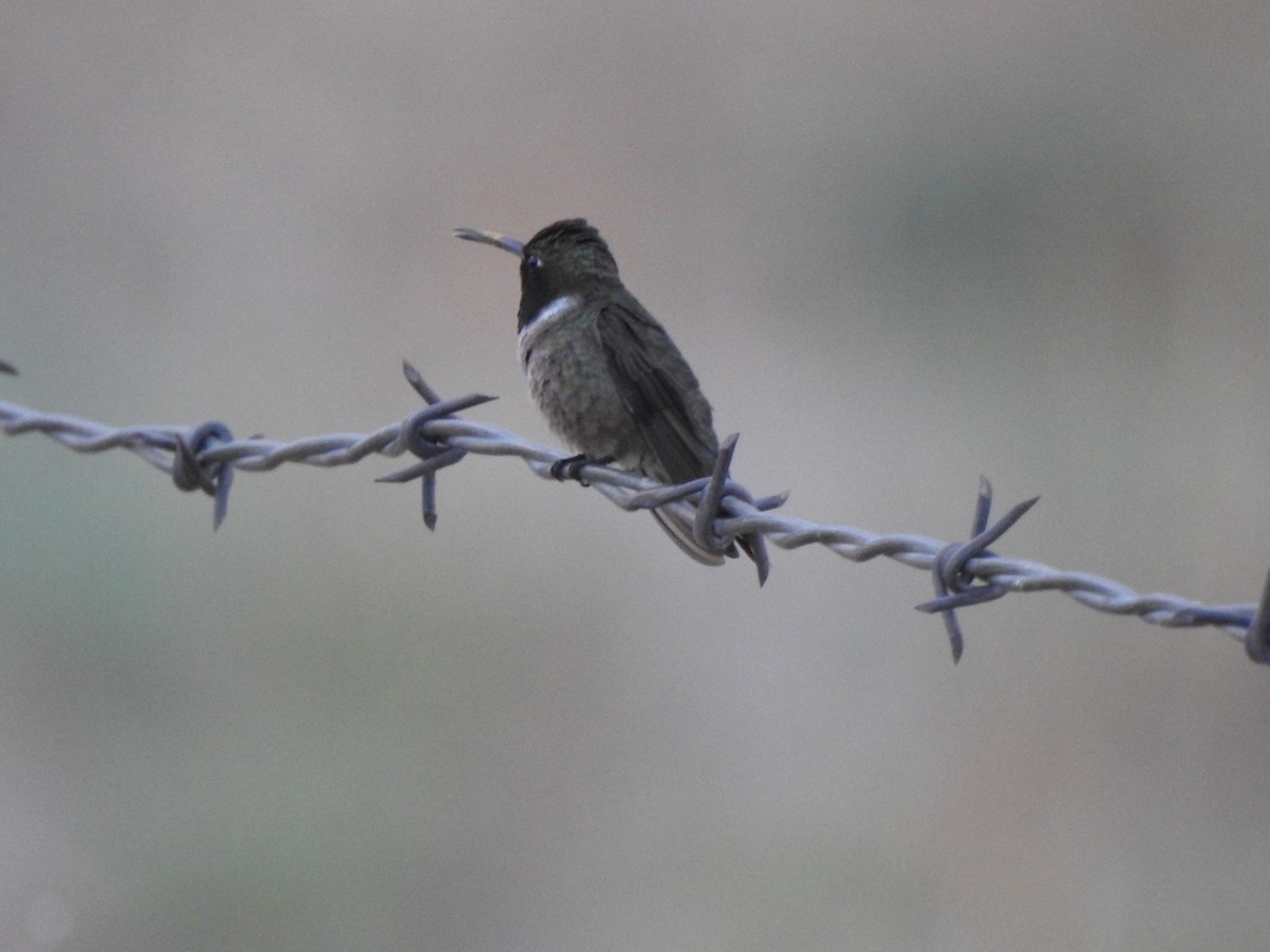 Black-chinned Hummingbird - ML351476221