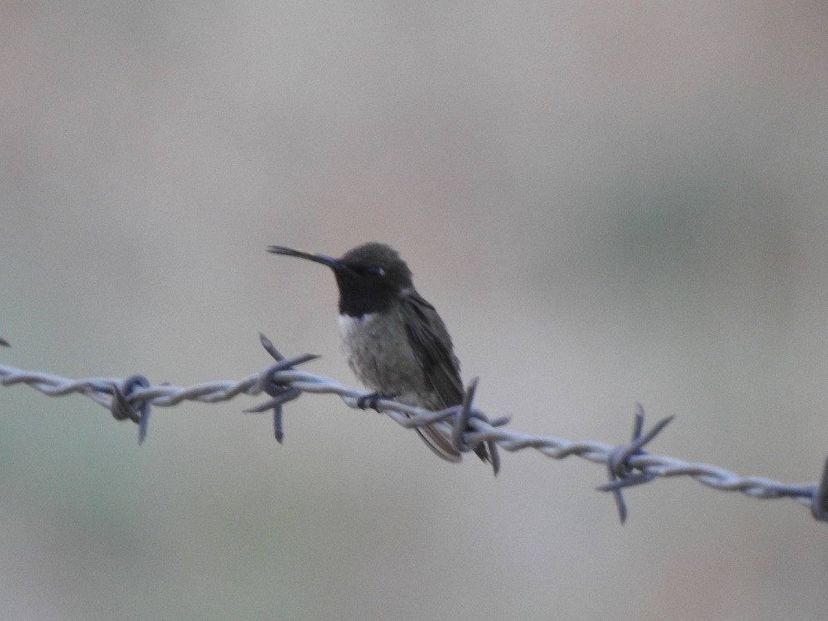 Black-chinned Hummingbird - ML351476231