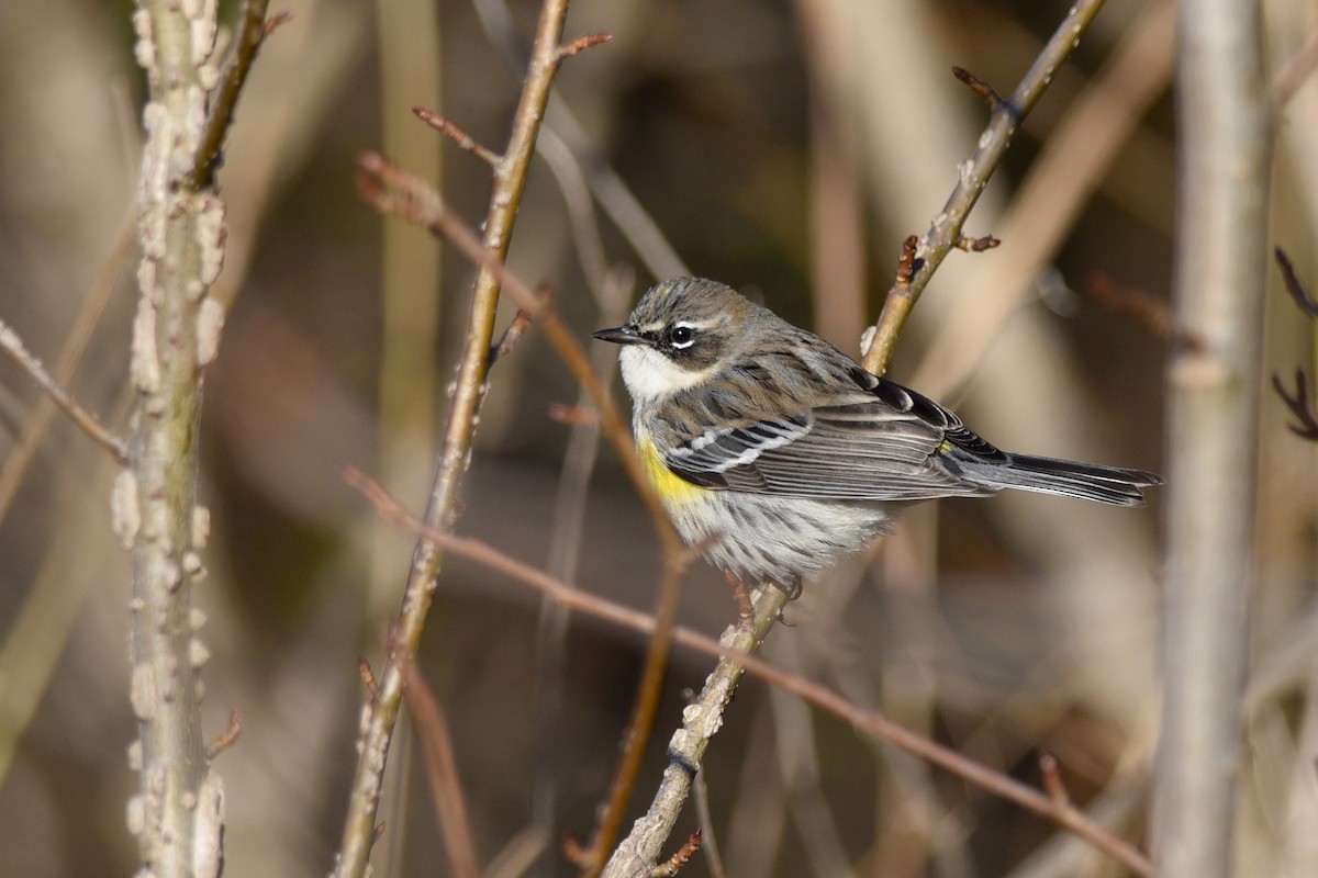 Yellow-rumped Warbler (Myrtle) - ML351479021