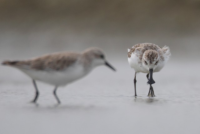 Definitive Basic Plumage showing feet (right).&nbsp; - Spoon-billed Sandpiper - 