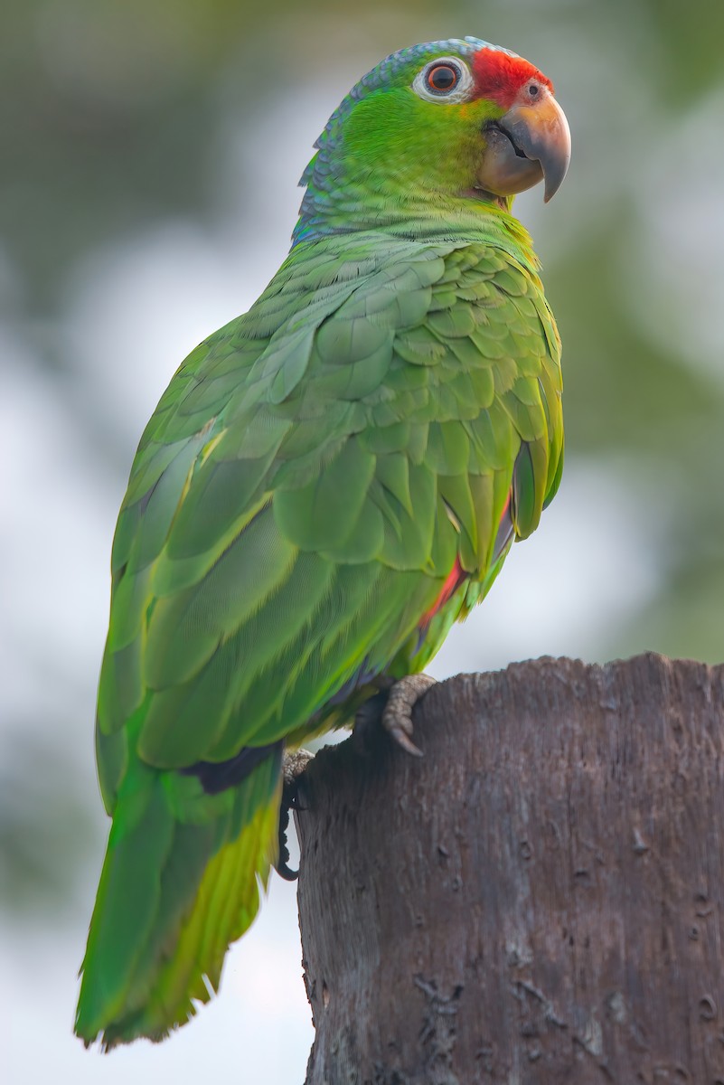 Red-lored Parrot - ML351480521