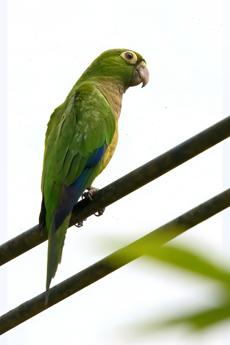 Olive-throated Parakeet - Jaap Velden