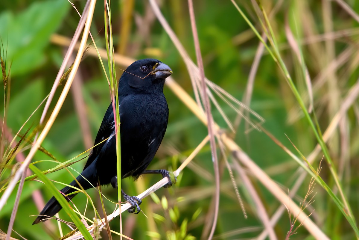 Variable Seedeater - ML351482271