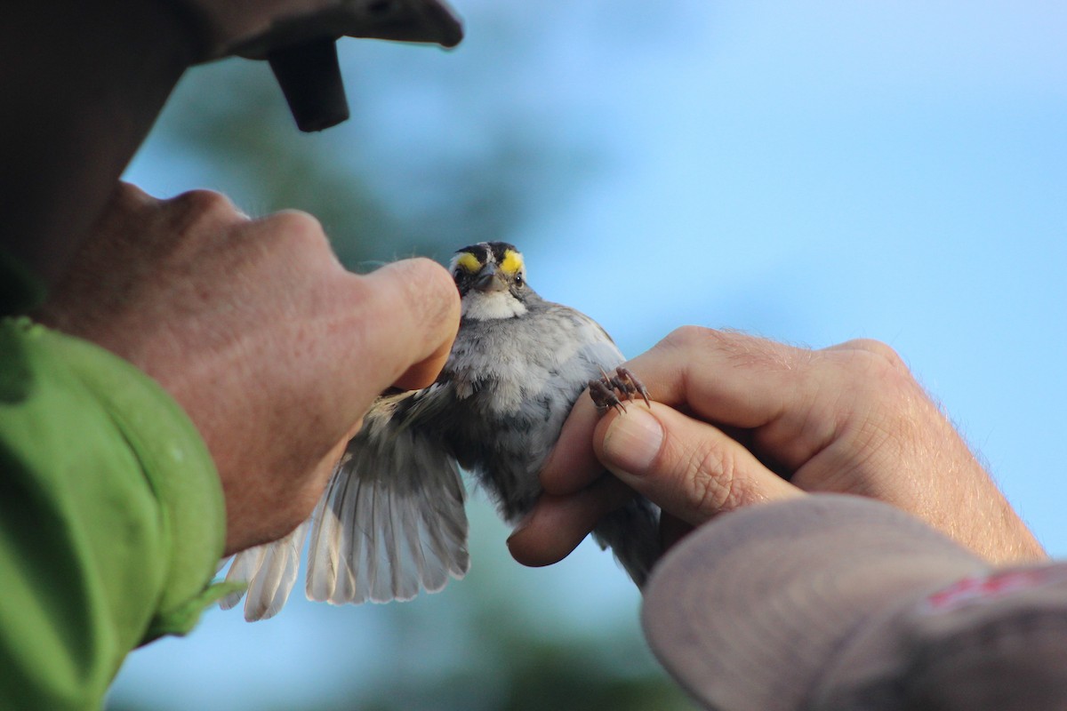 White-throated Sparrow - Zac Cota