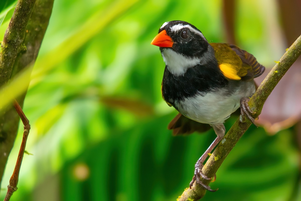 Orange-billed Sparrow - ML351488841