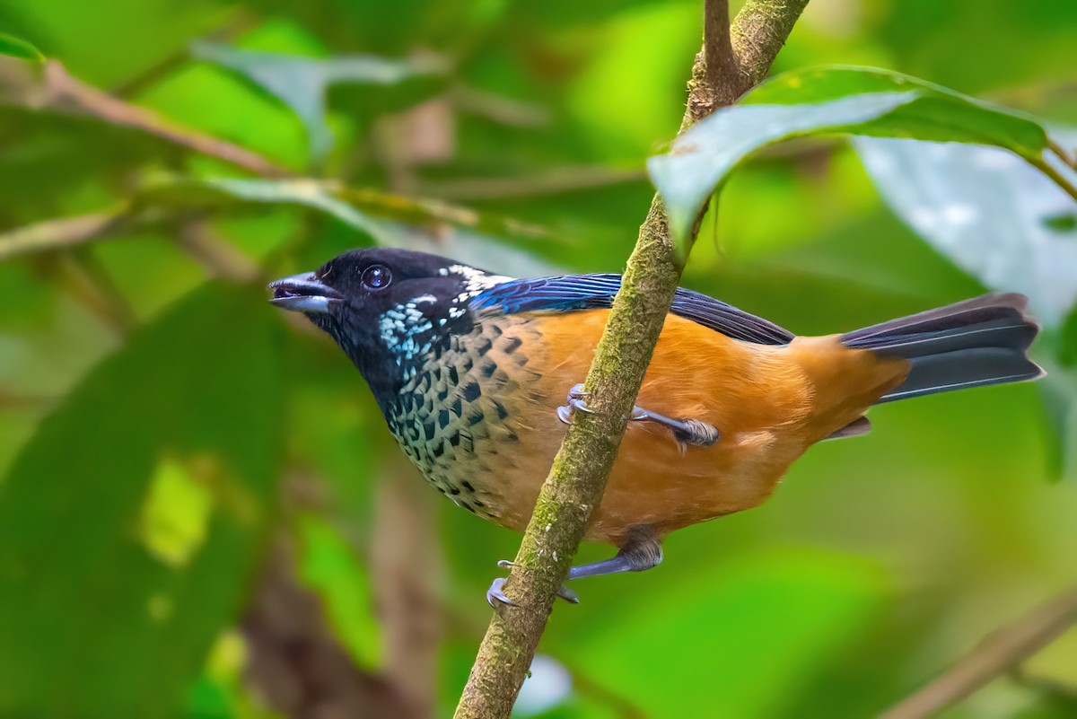 Spangle-cheeked Tanager - ML351490871