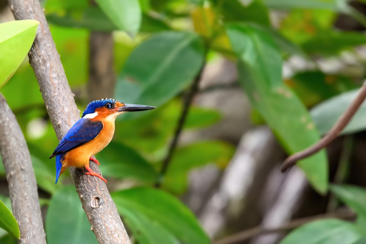 Malagasy Kingfisher - Jaap Velden