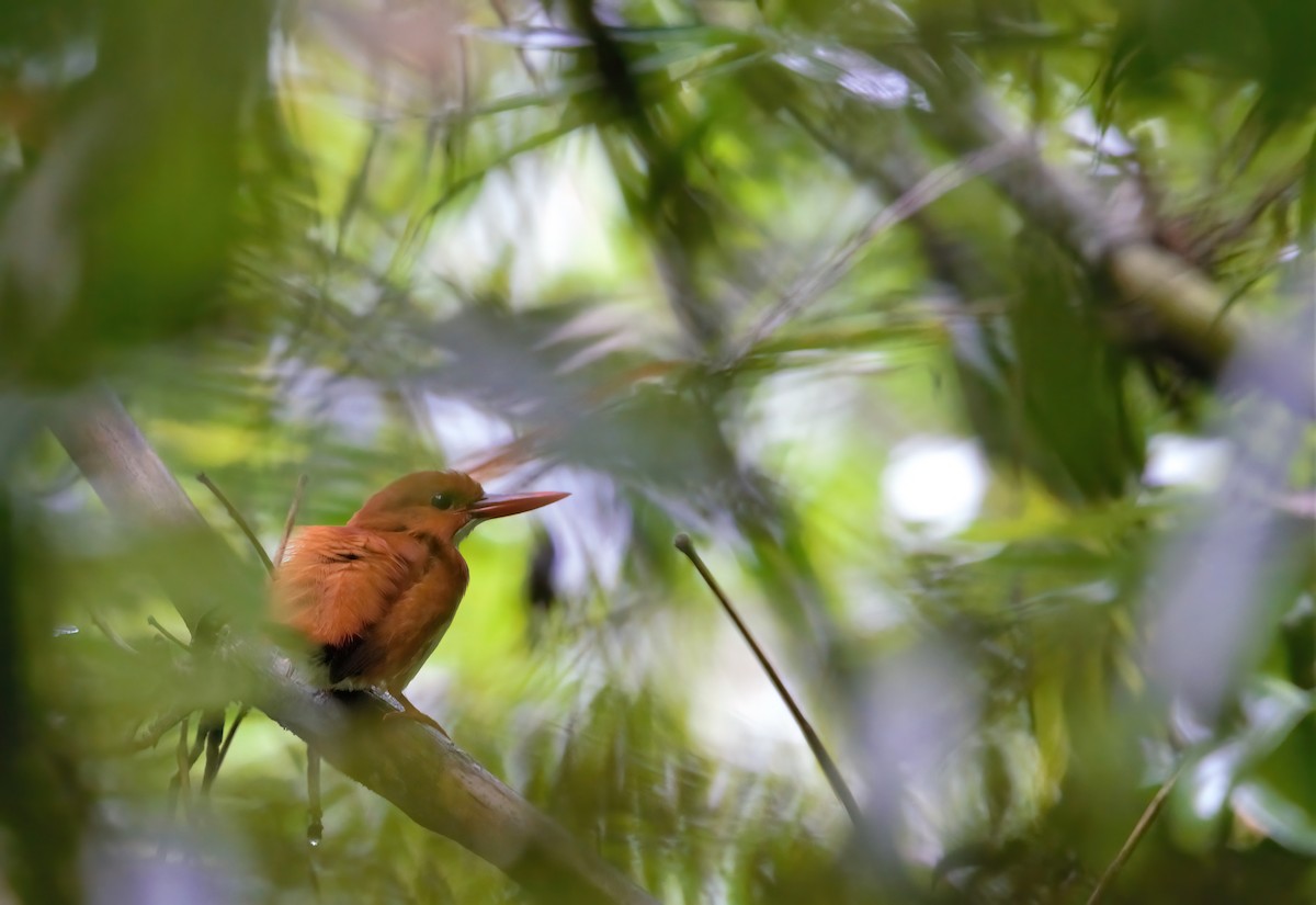 Madagascar Pygmy Kingfisher - Jaap Velden