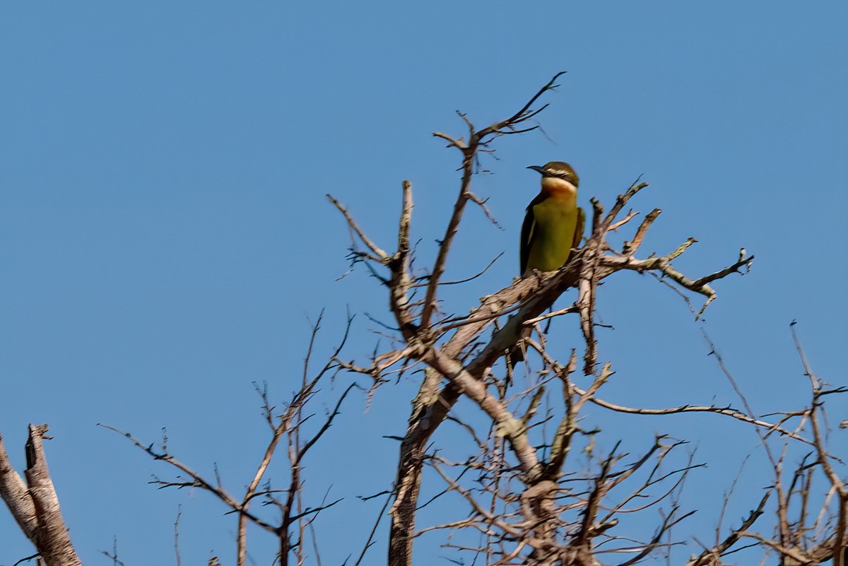 Madagascar Bee-eater - ML351492951