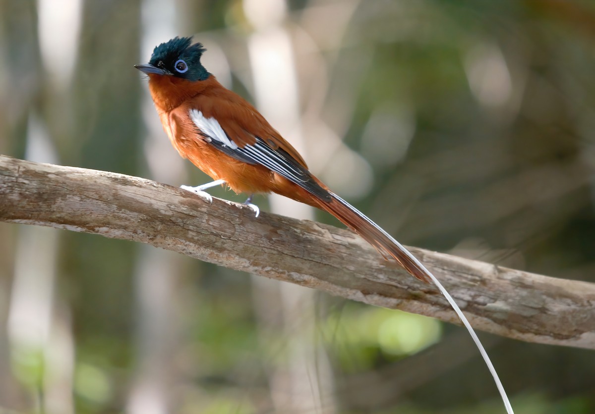 Malagasy Paradise-Flycatcher - Jaap Velden
