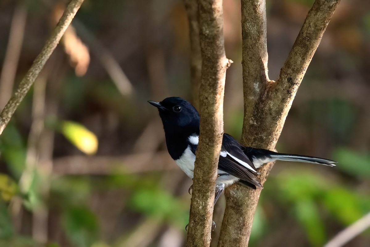 Madagascar Magpie-Robin - ML351493291
