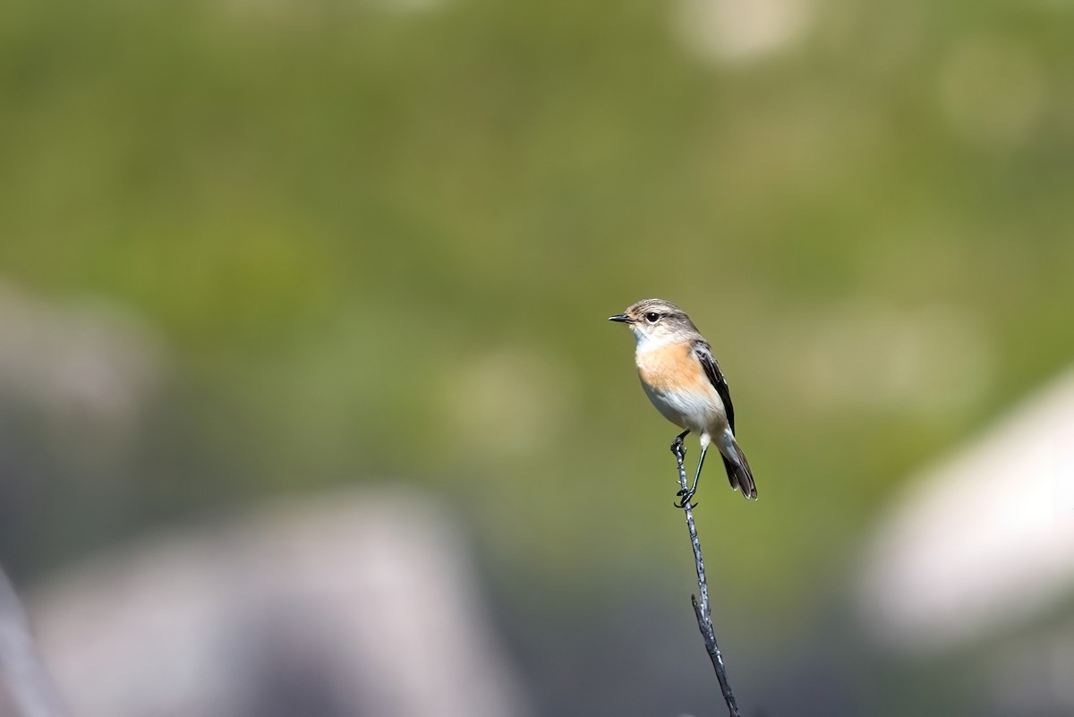 African Stonechat - ML351493301
