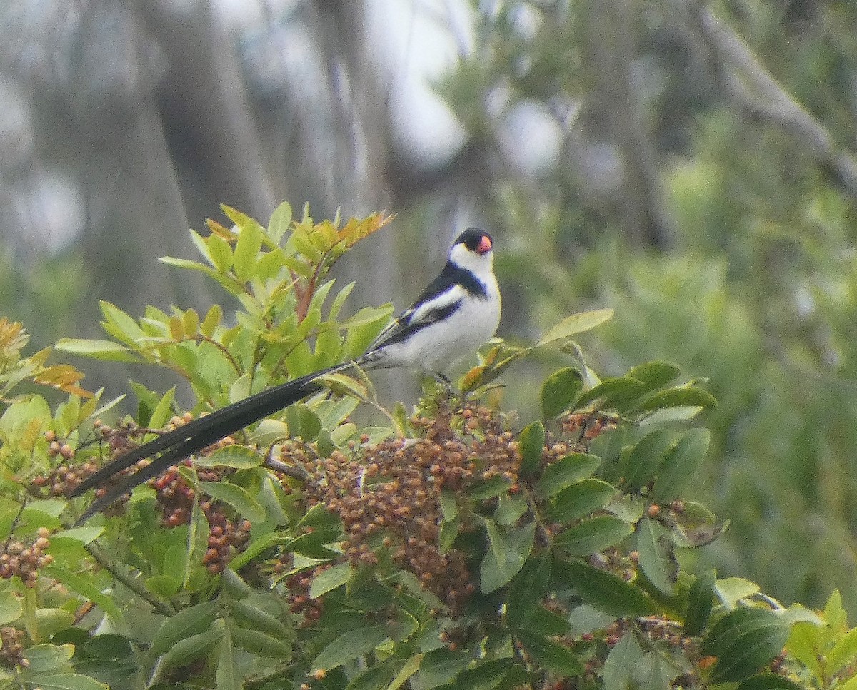 Pin-tailed Whydah - ML351496951