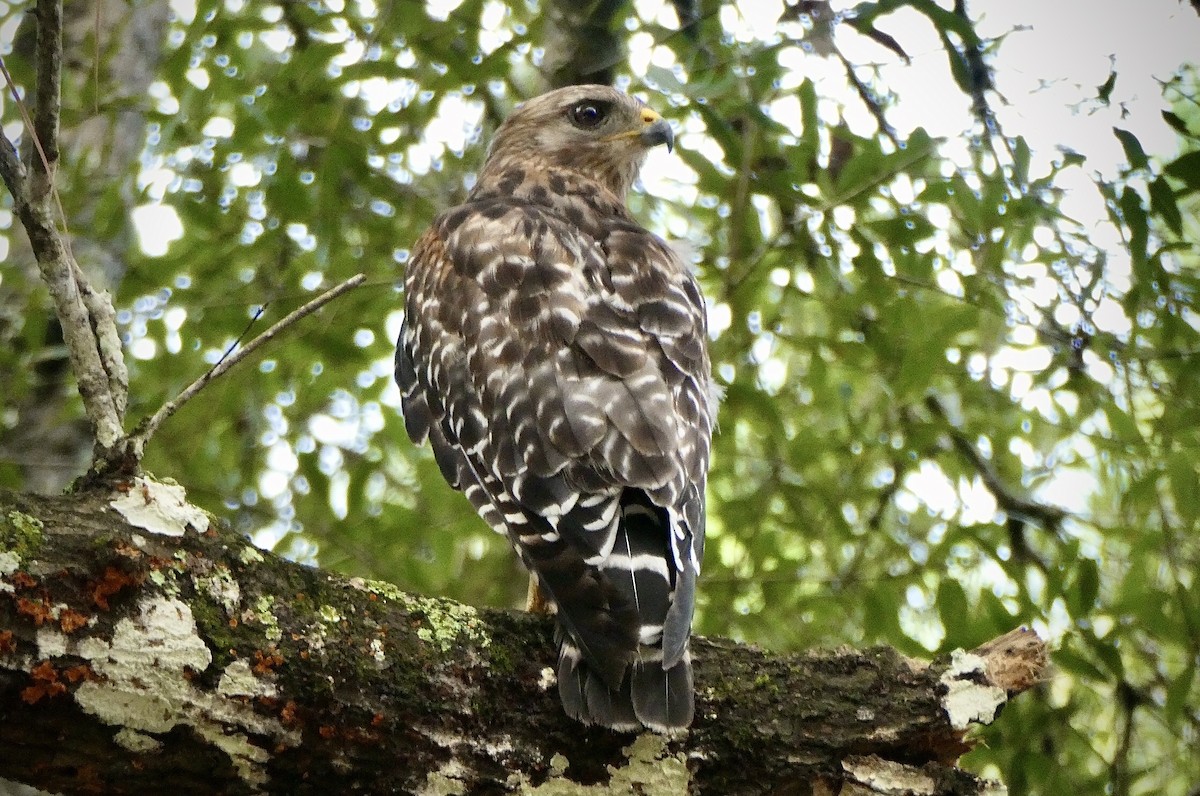 Red-shouldered Hawk - Florida Birder