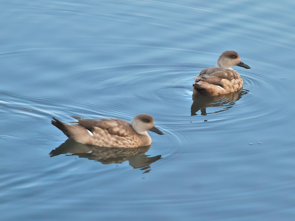 Crested Duck - ML351501071