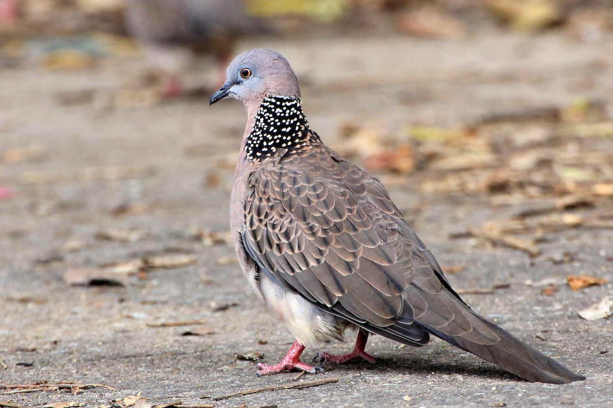 Spotted Dove - ML351501301