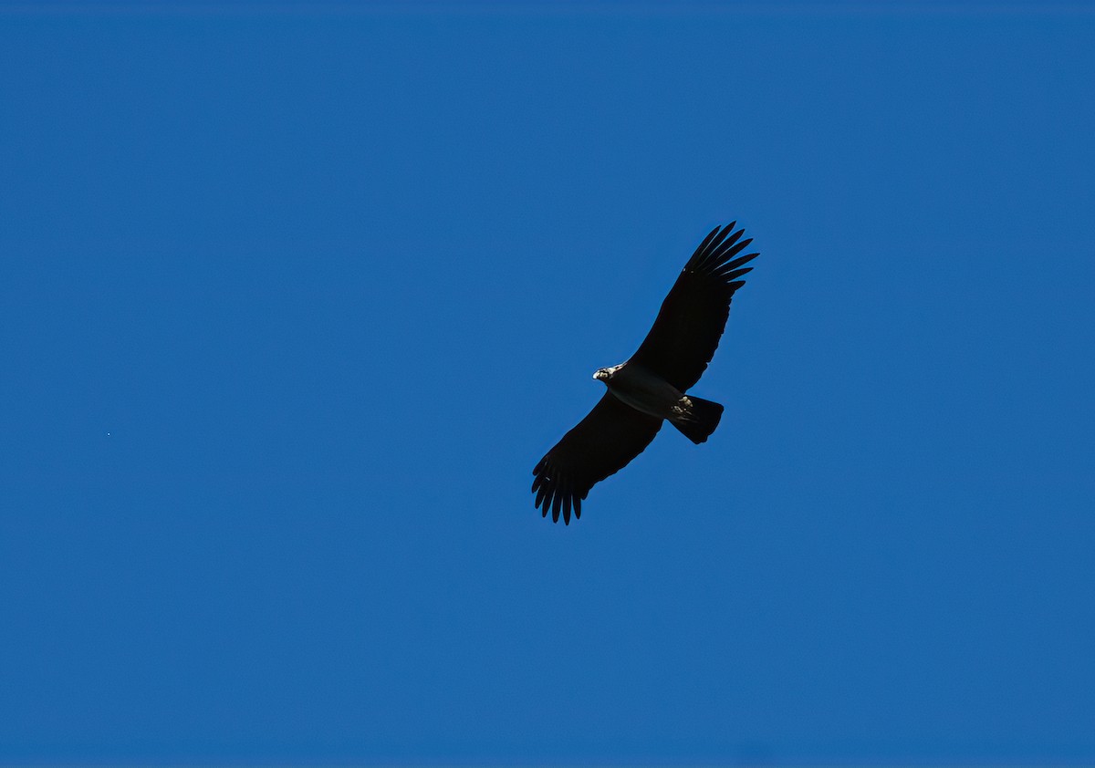 Condor des Andes - ML351501541