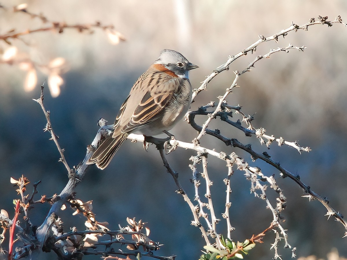 Rufous-collared Sparrow - ML351501861