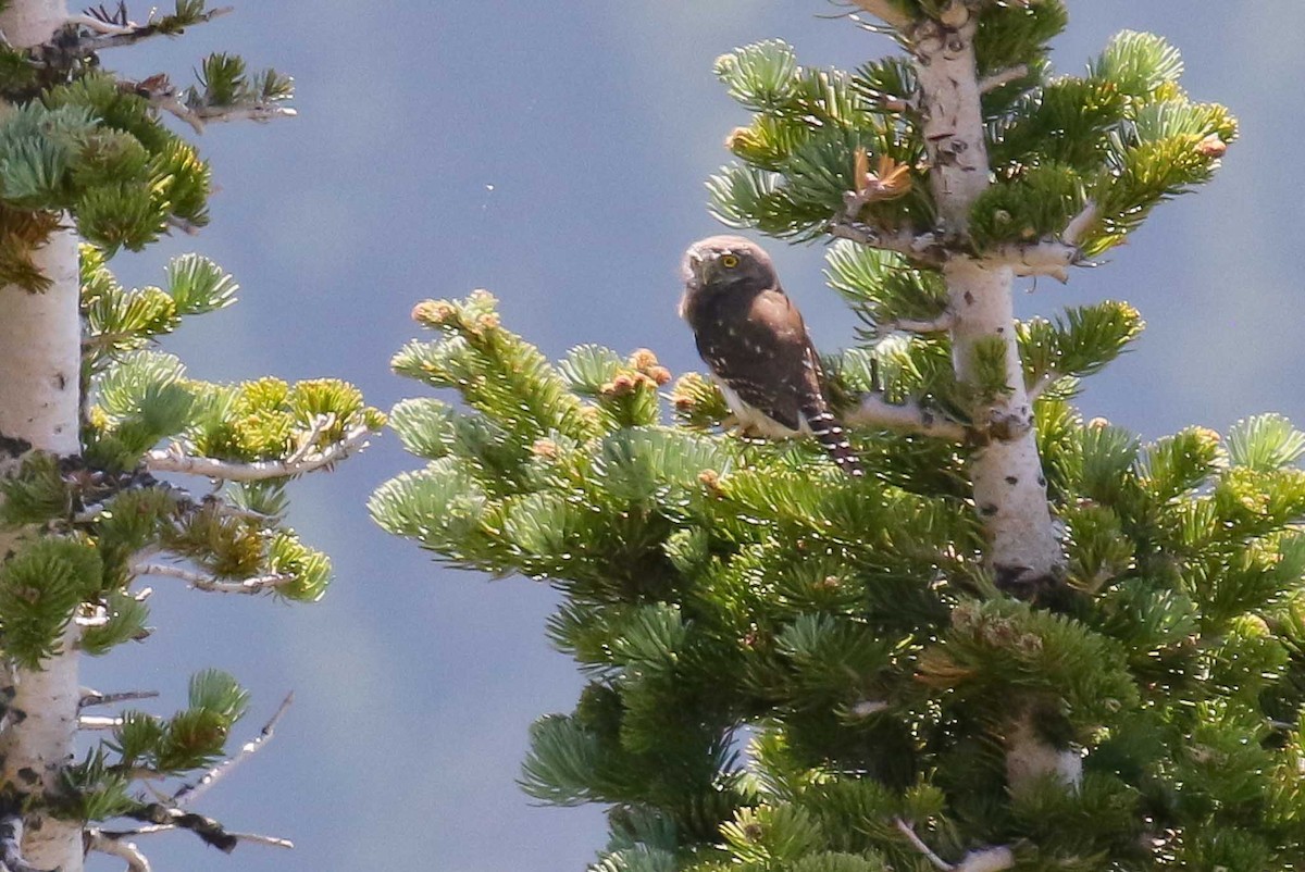 Northern Pygmy-Owl (Pacific) - ML351507341