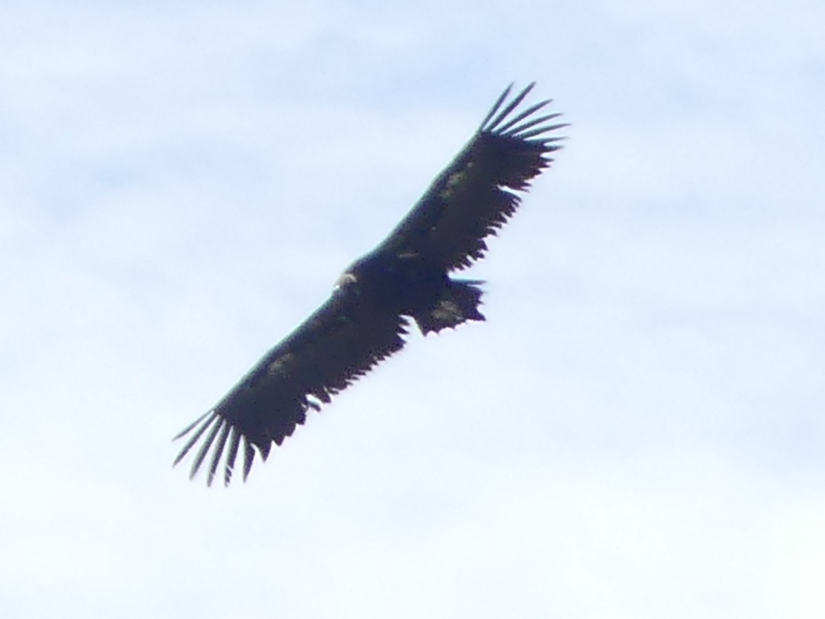 Cinereous Vulture - Manuel Hermosilla
