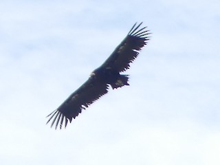 Cinereous Vulture, ML351507511