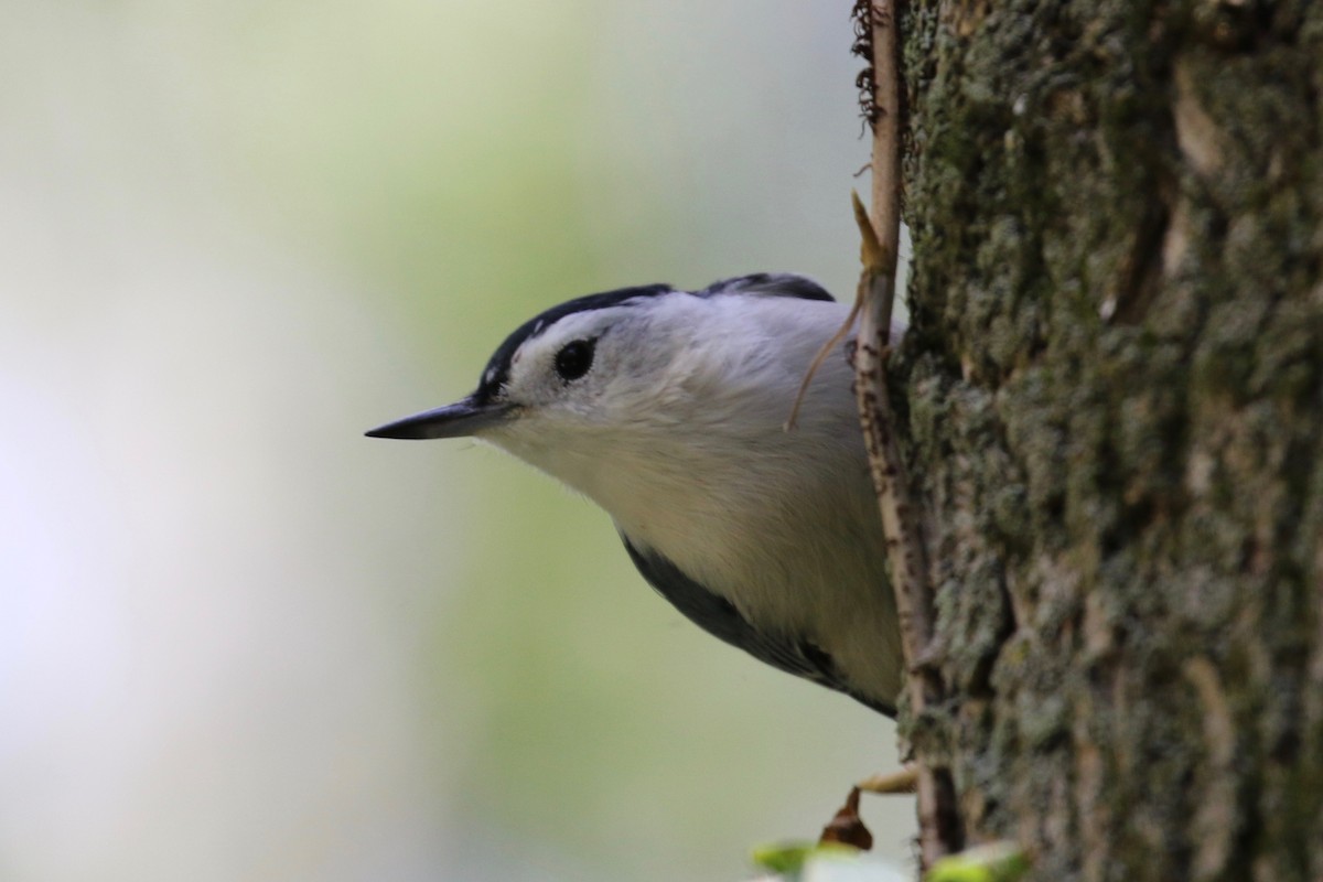 White-breasted Nuthatch (Eastern) - Laurens Halsey
