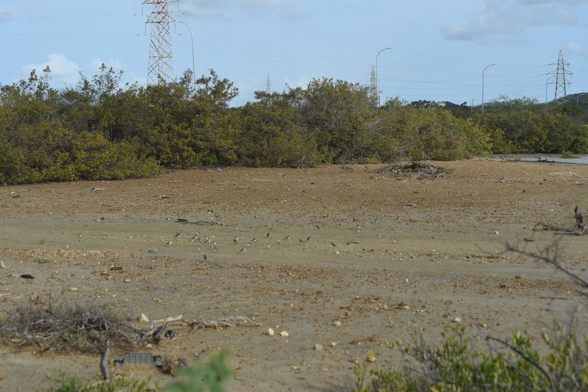 Semipalmated Plover - ML351528321