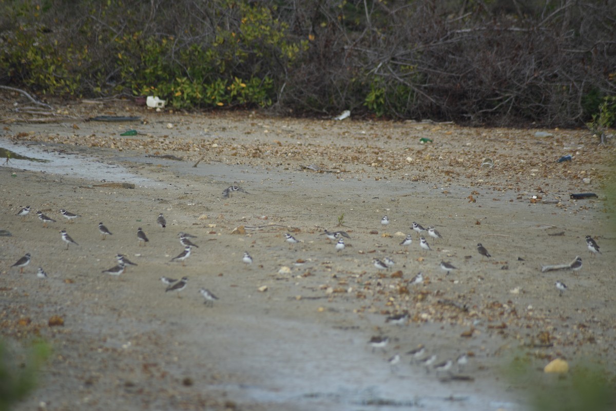Semipalmated Plover - ML351528701