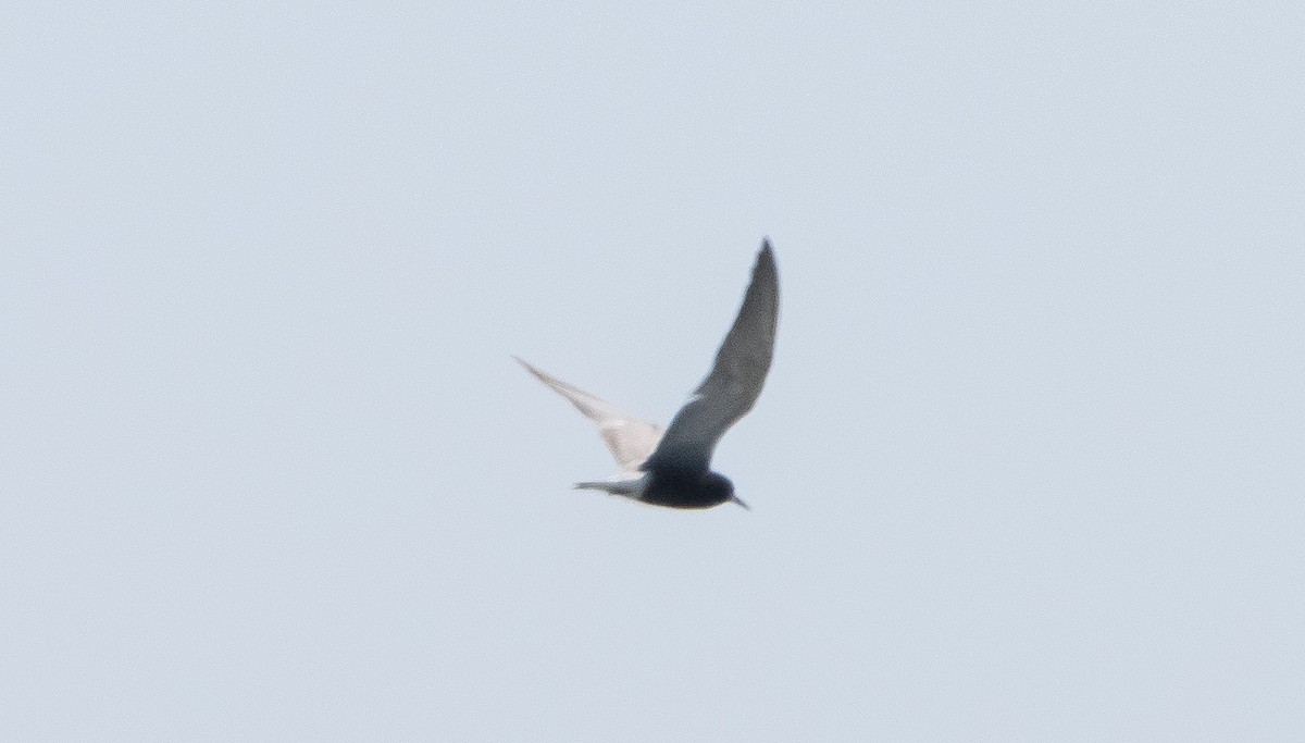 Black Tern - ML351533641