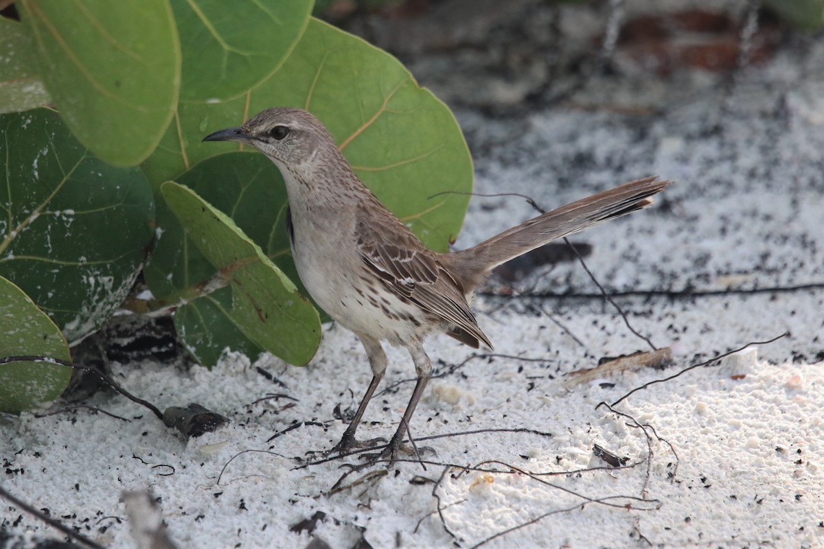 Bahama Mockingbird - ML351534911