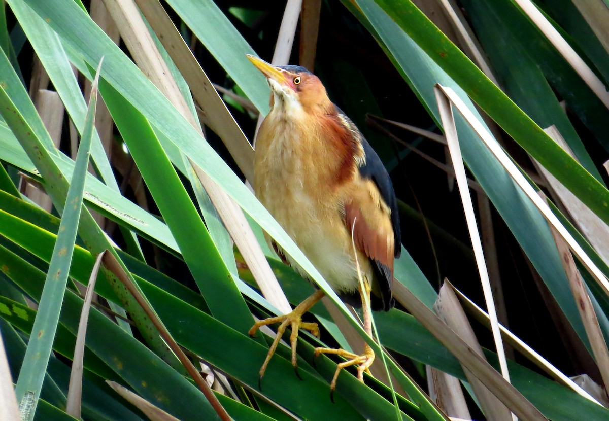 Least Bittern - Andres Pacheco