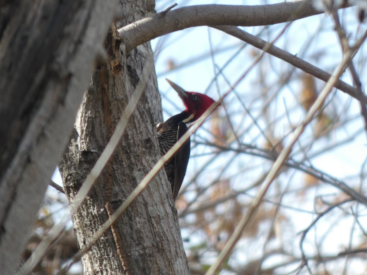 Pale-billed Woodpecker - ML351541571