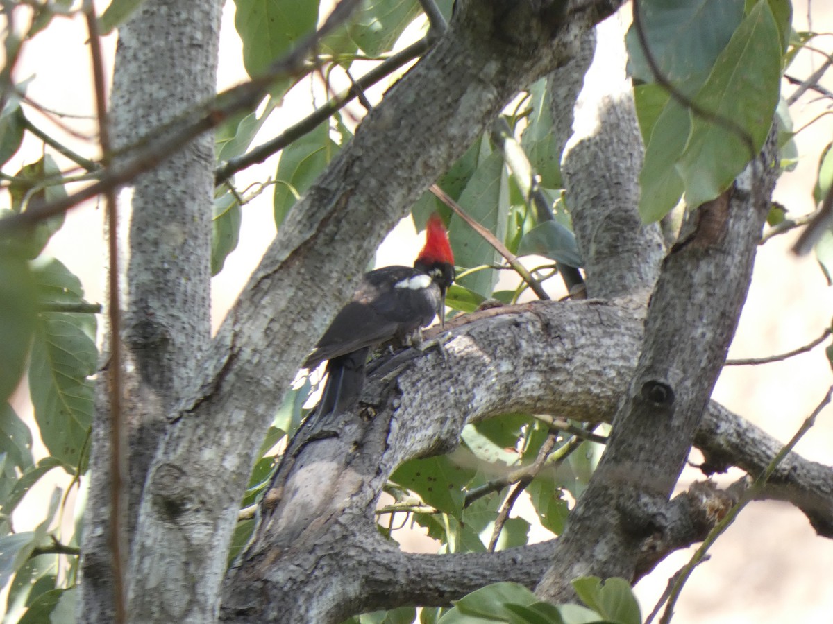 Pale-billed Woodpecker - ML351541961