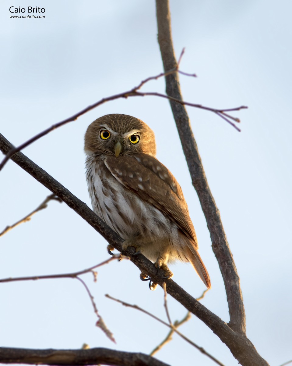 Ferruginous Pygmy-Owl - ML35154291