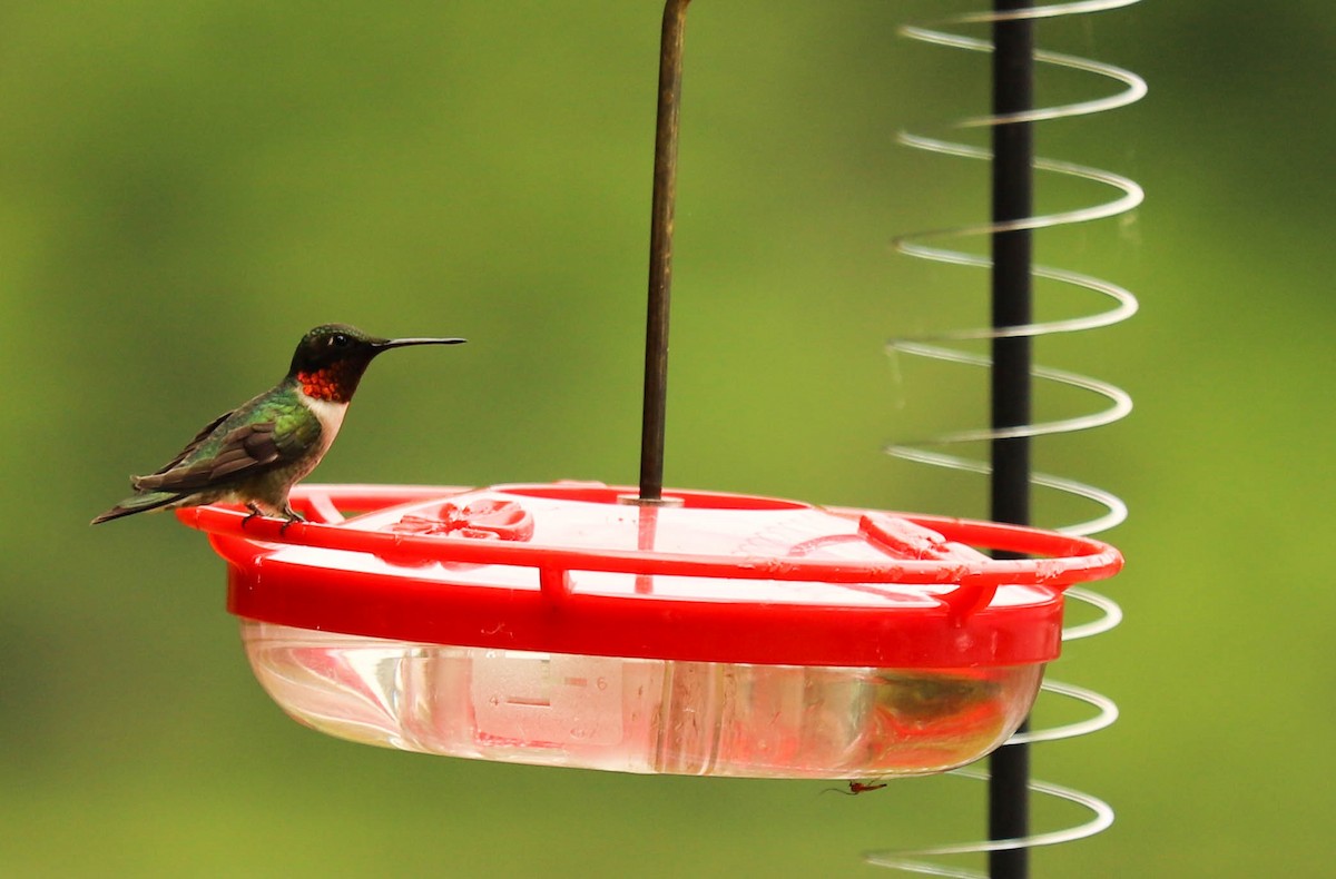 Ruby-throated Hummingbird - ML351549181