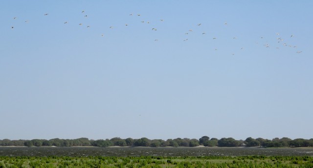 Birds flying during nonbreeding season; Piura, Peru. - Tawny-throated Dotterel - 