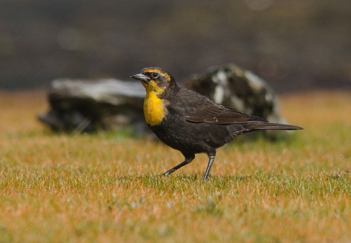 Yellow-headed Blackbird - ML35155921
