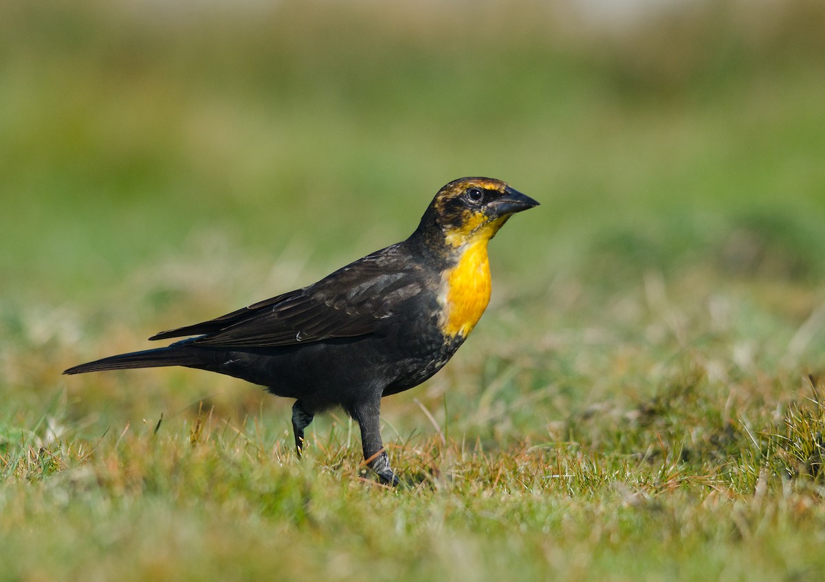 Yellow-headed Blackbird - Alix d'Entremont