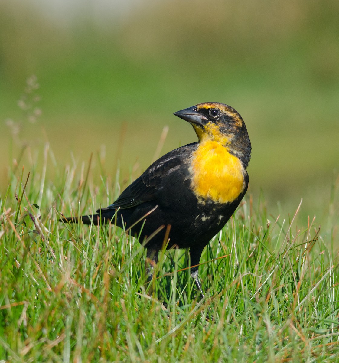 Yellow-headed Blackbird - ML35155981