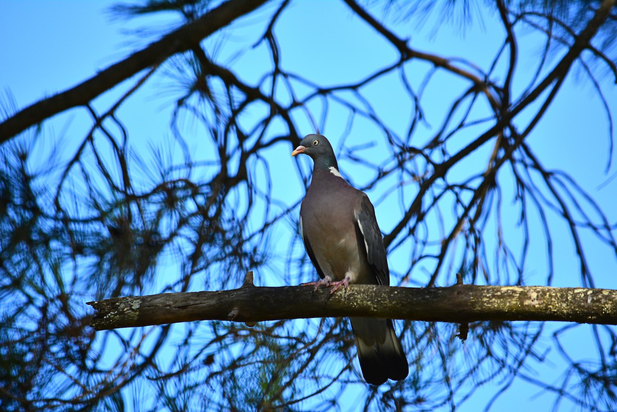 Common Wood-Pigeon - ML351563431