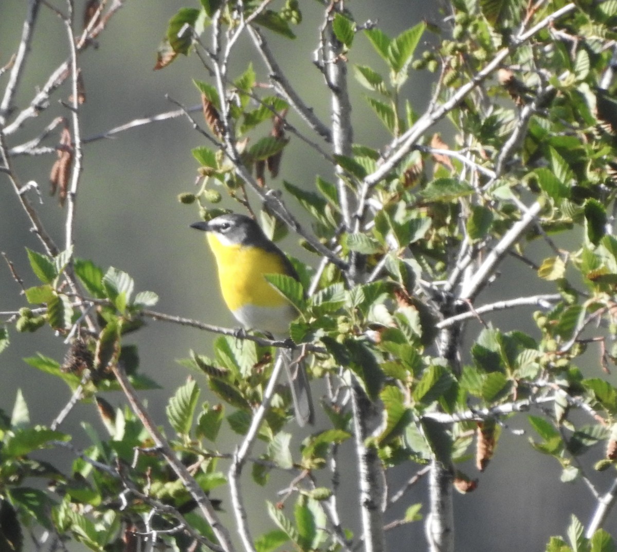 Yellow-breasted Chat - ML351564401