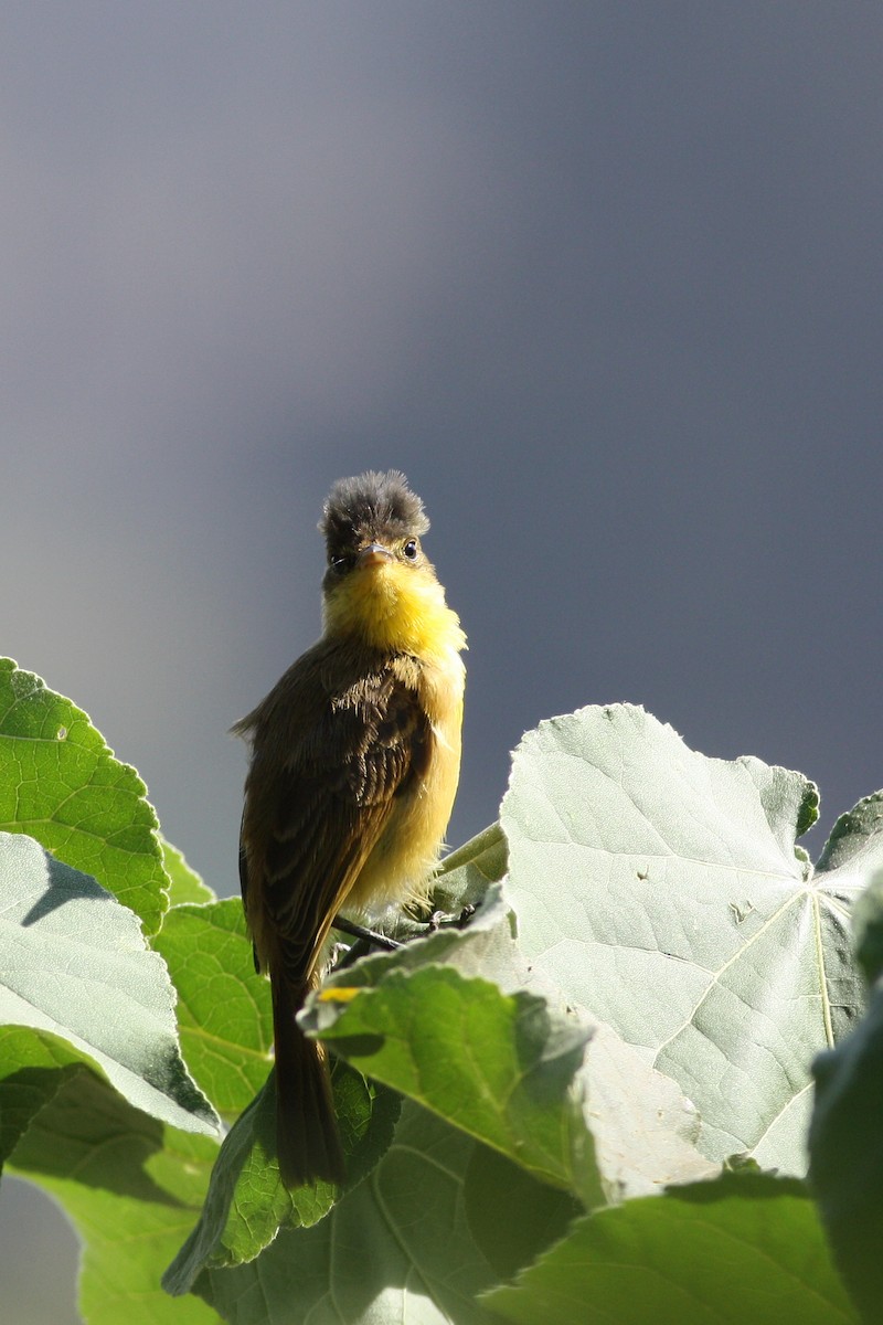 African Yellow-Warbler - ML35156681