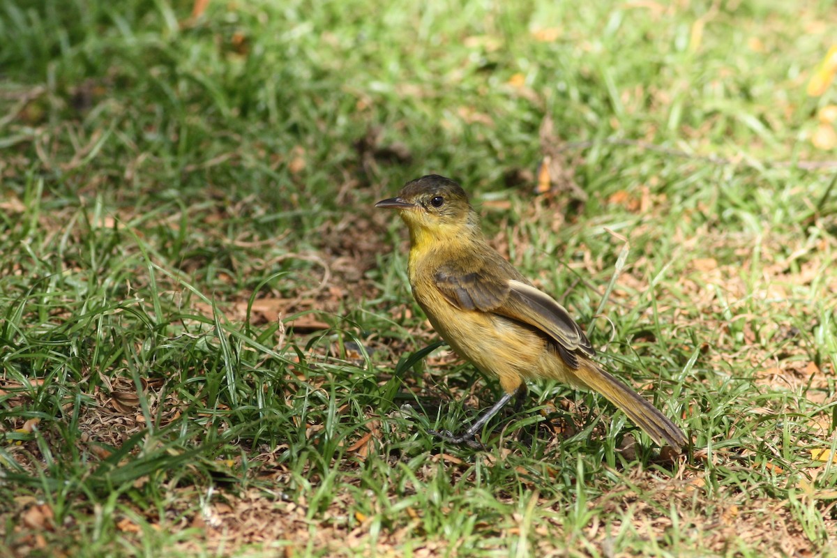African Yellow-Warbler - ML35156731